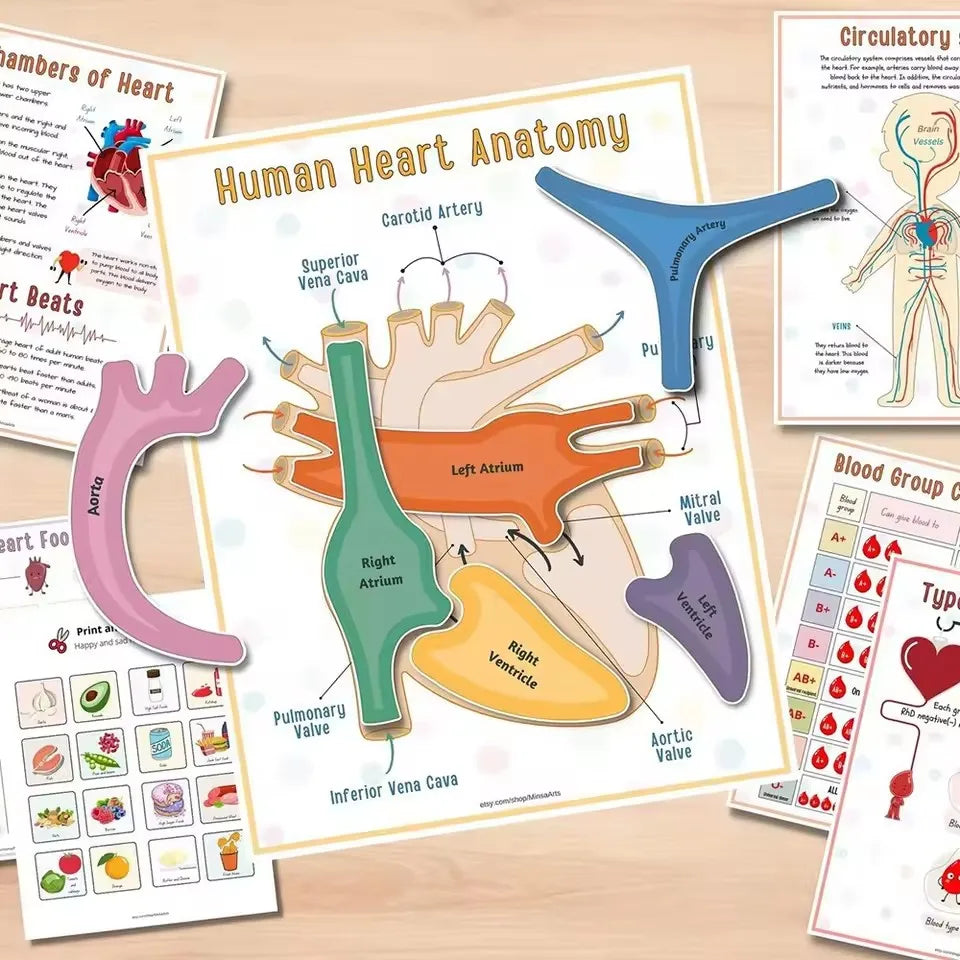 Human Anatomy Busy Book Explore The Marvels of The Human Body Children's Medical Enlightenment Book  ﻿