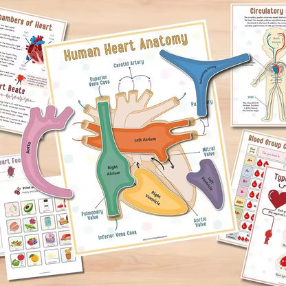 Human Anatomy Busy Book Explore The Marvels of The Human Body Children's Medical Enlightenment Book  ﻿