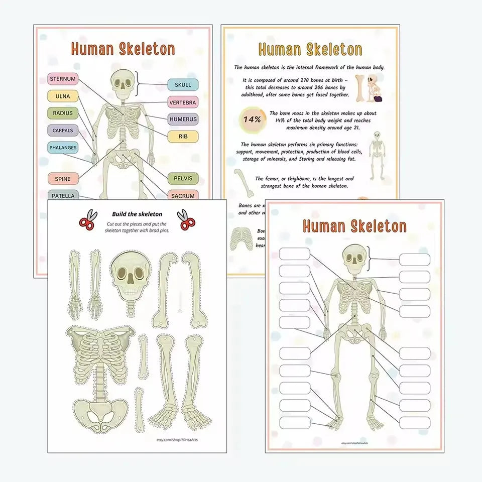 Human Anatomy Busy Book Explore The Marvels of The Human Body Children's Medical Enlightenment Book  ﻿