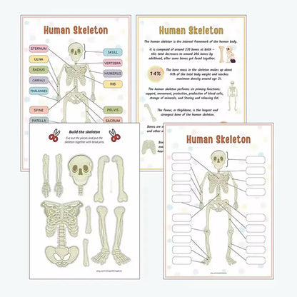 Human Anatomy Busy Book Explore The Marvels of The Human Body Children's Medical Enlightenment Book  ﻿