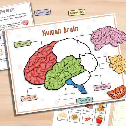 Human Anatomy Busy Book Explore The Marvels of The Human Body Children's Medical Enlightenment Book  ﻿